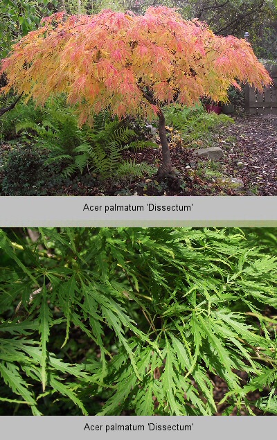Japanische Fächer-Ahorn (Acer palmatum)