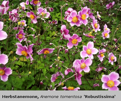 Herbstanemone, Anemone tomentosa 'Robustissima'