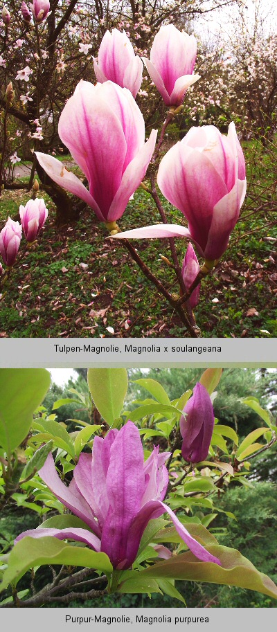 Tuplen-Magnolie (Magnolia x soulangeana)