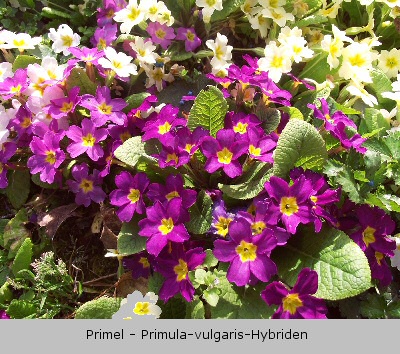 Primel - Primula-vulgaris-Hybriden