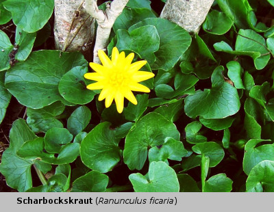Das Scharbockskraut - eine kleine, durchsetzungsfähige Wildpflanze