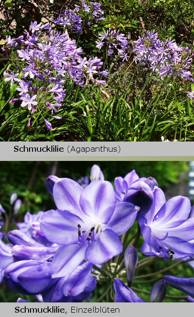 Agapanthus - Die Schmucklilie