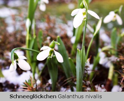 Schneeglöckchen Galanthus nivalis