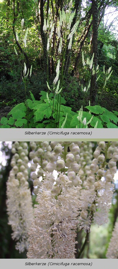 Samthortensie Hydrangea aspera